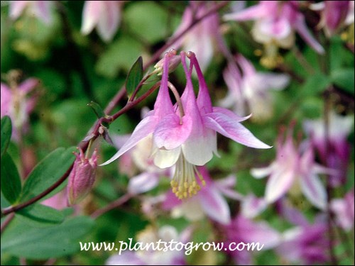 Pink Lanterns Columbine (Aquilegia canadensis)